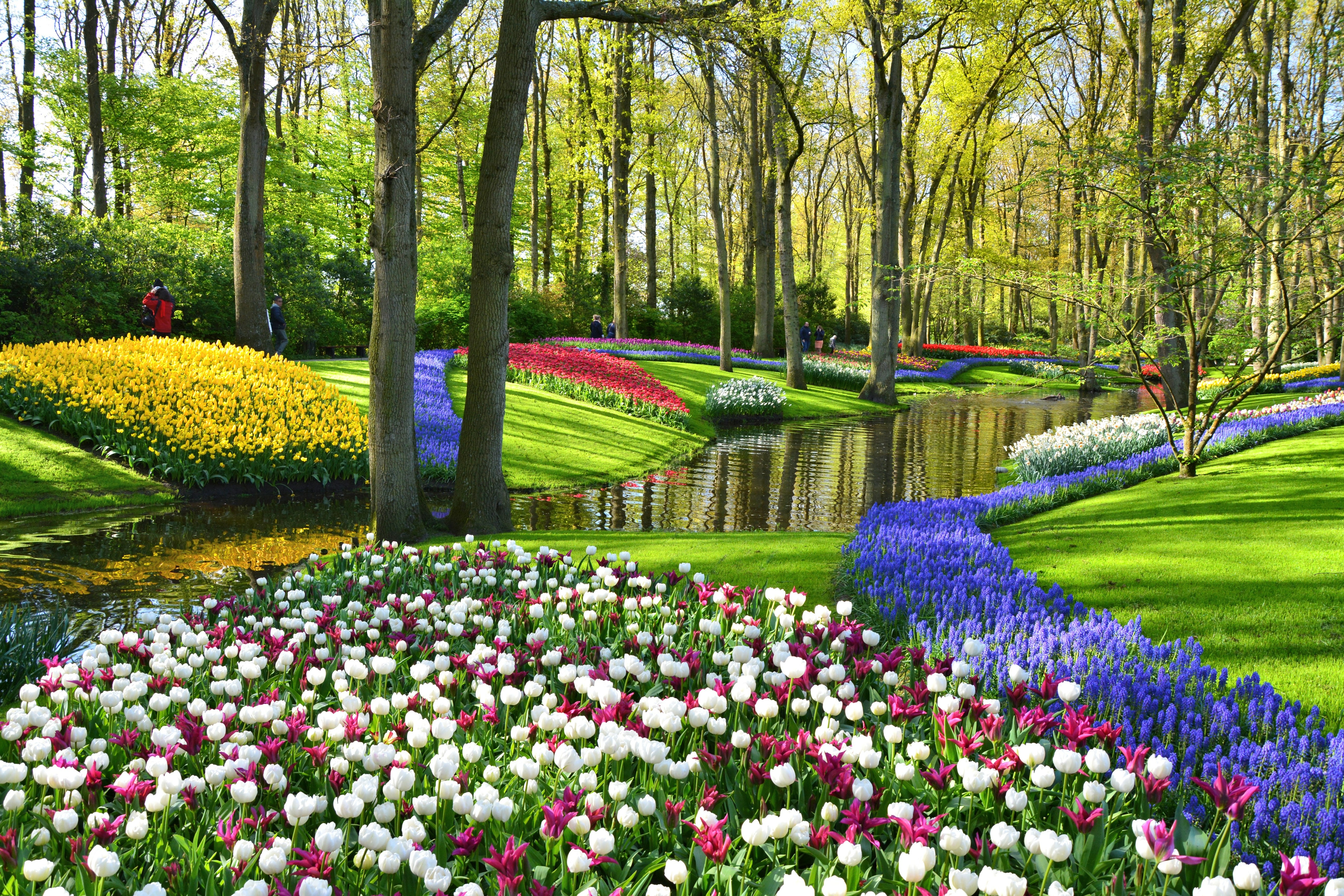 Flores en Keukenhof