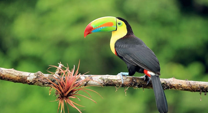 Obsrvação de Aves