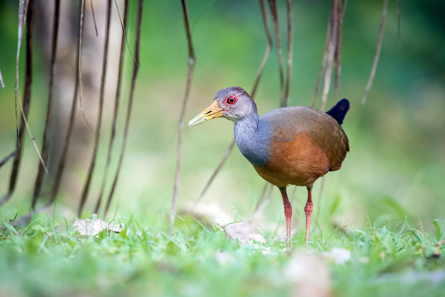 Rascón de cuello gris