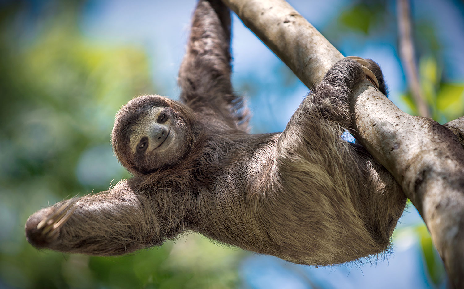 Perezoso en Costa Rica