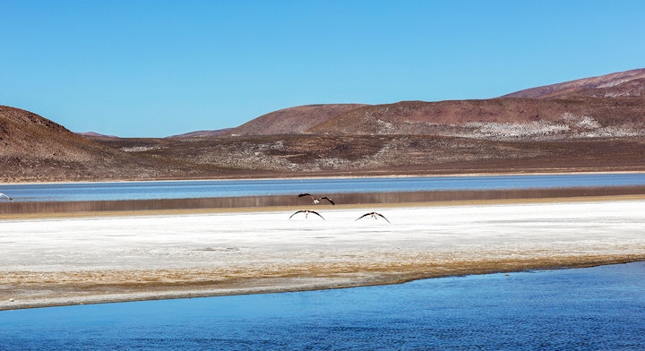 Flamencos en vuelo sobre el salar