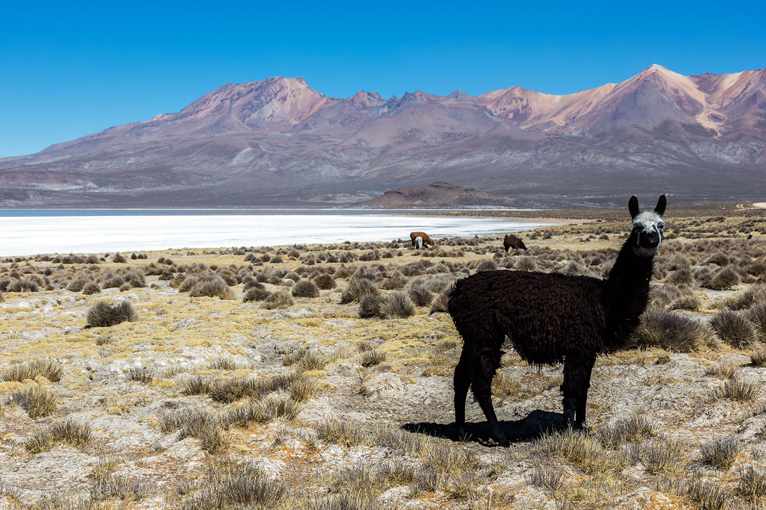 Salar Laguna De Salinas Tours Precios Y Horarios Denomades