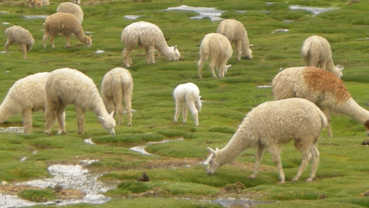 Campiña de Arequipa