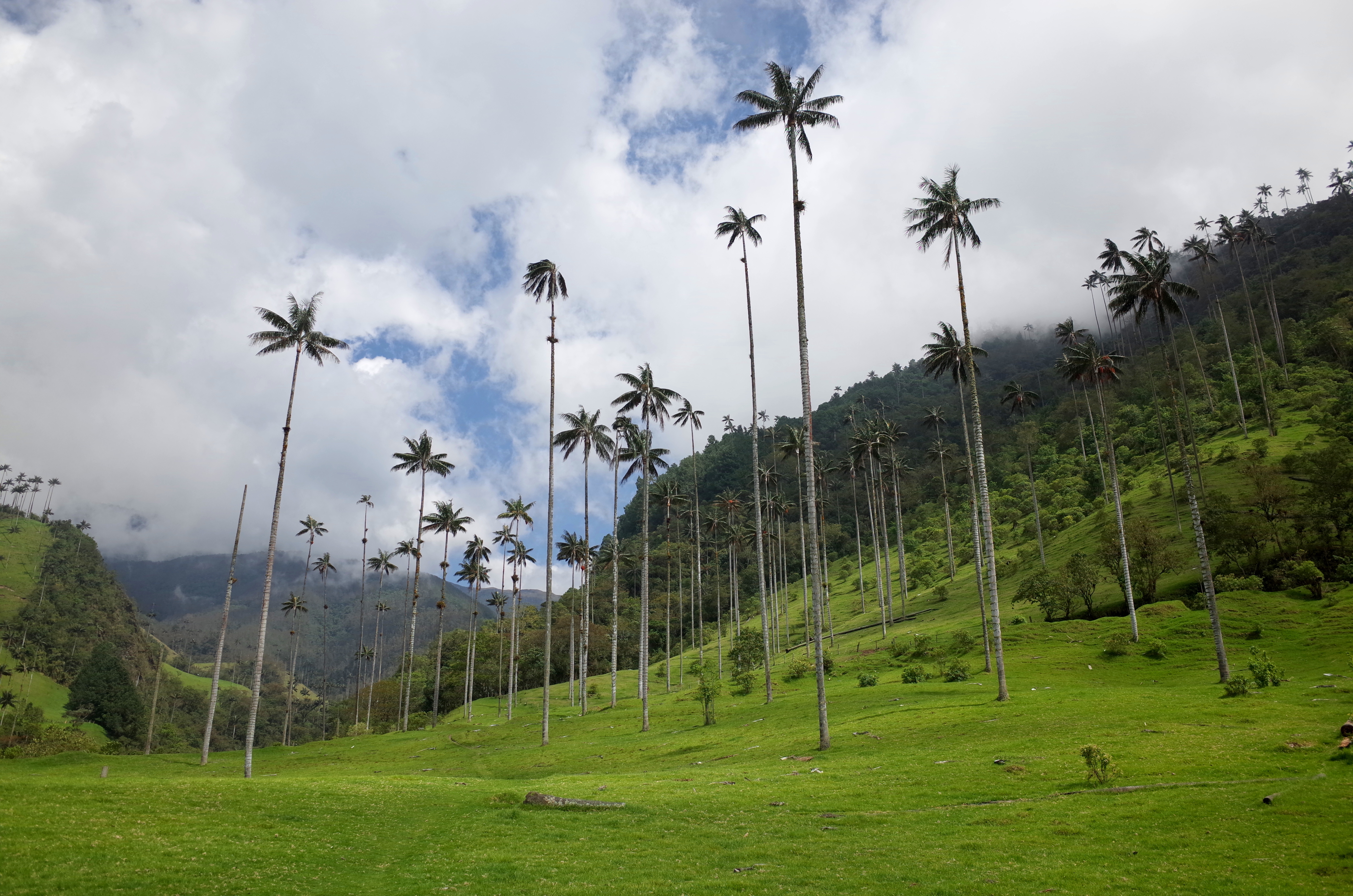 Valle de Cocora