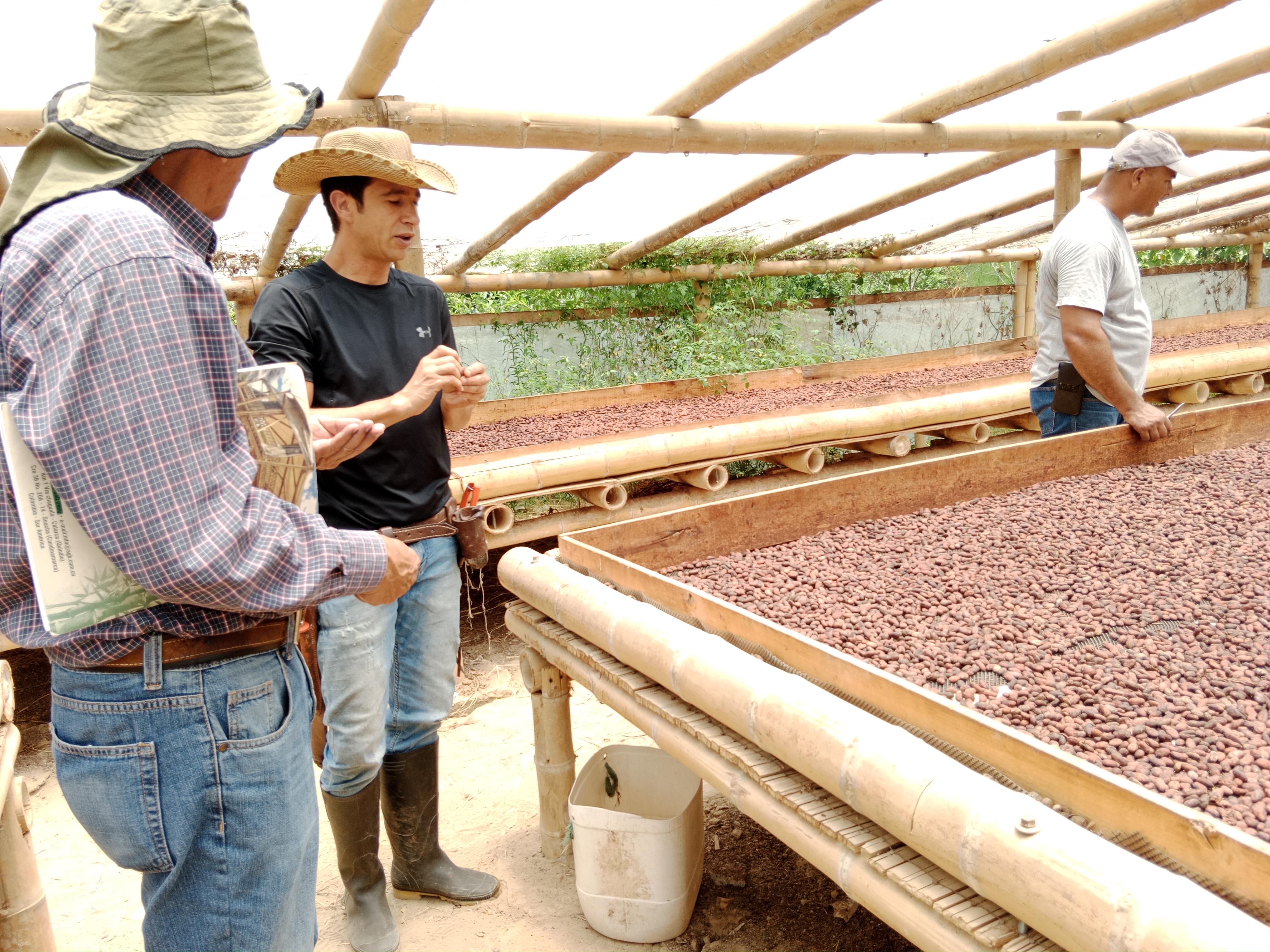 Proceso de producción del cacao