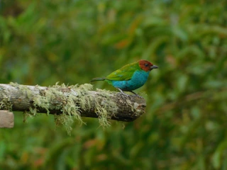 Imagen Avistamiento de Aves en Armenia Tangara