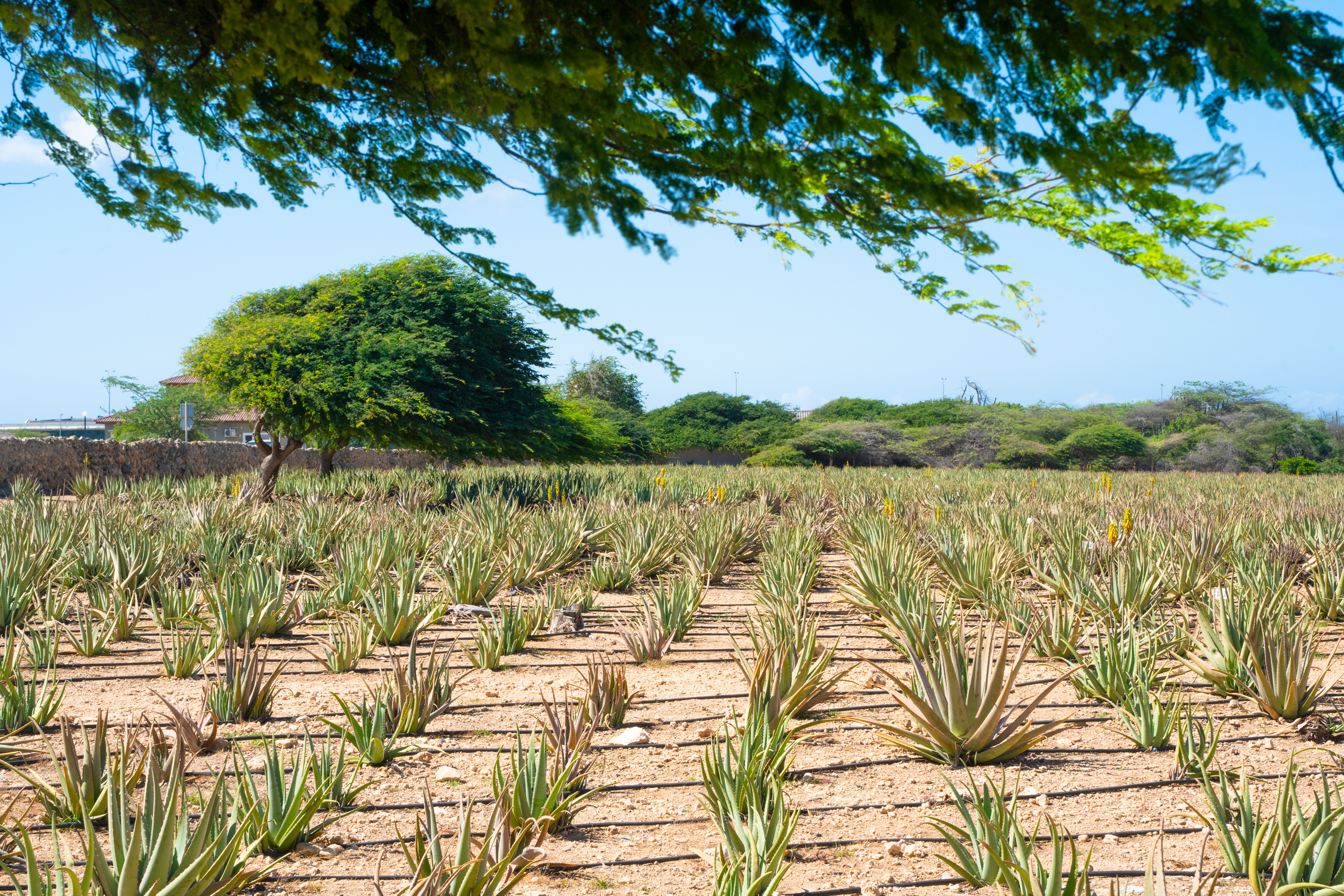 Plantación de aloe vera