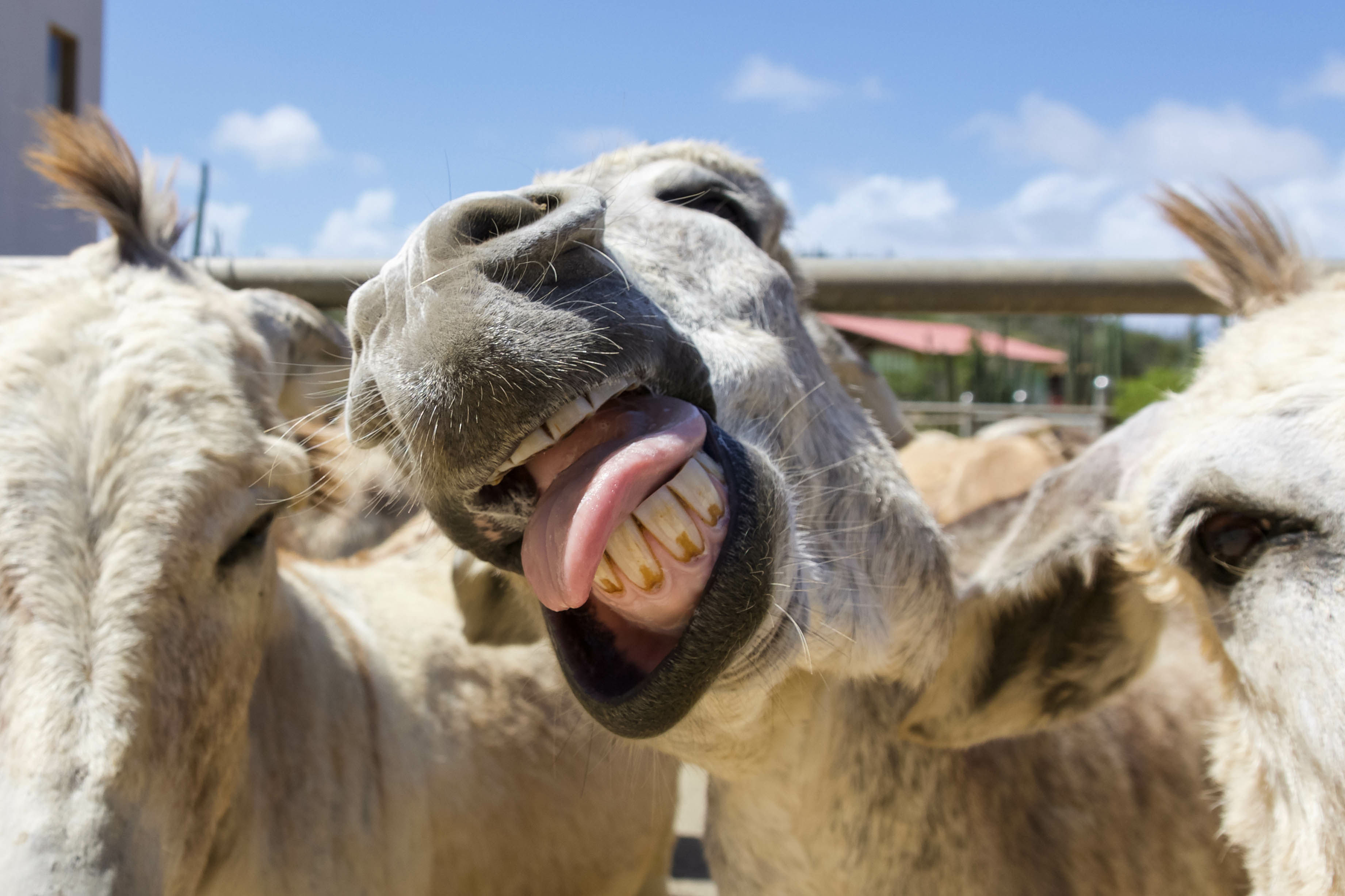 Burros en el Santuario de Burros