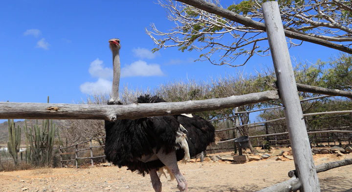 Granja de Avestruces de Aruba