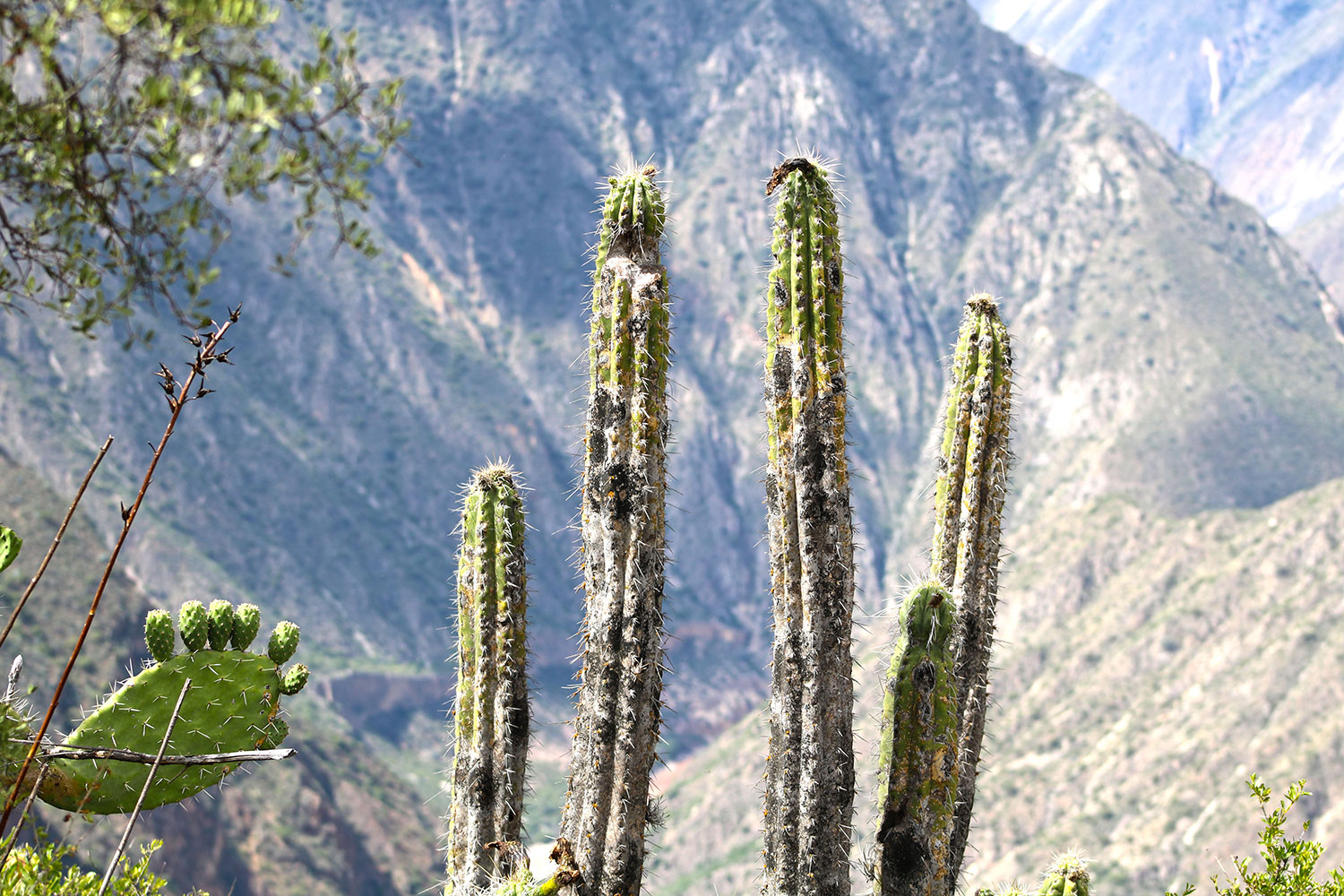 Cactus en Huatuscalle