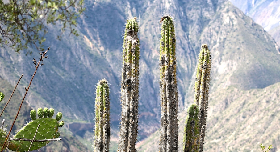 Cactus en Huatuscalle