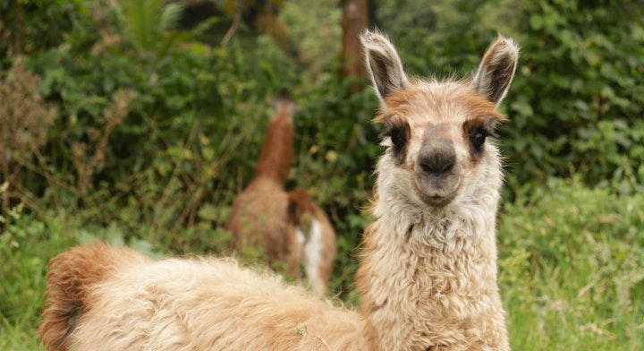 Llama