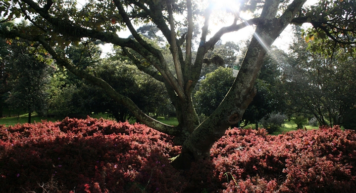Bogotá Botanical Garden