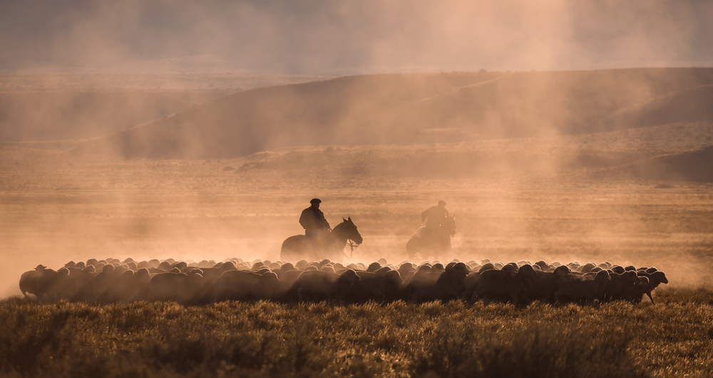Caballos fiesta Gaucha Pampa Argentina