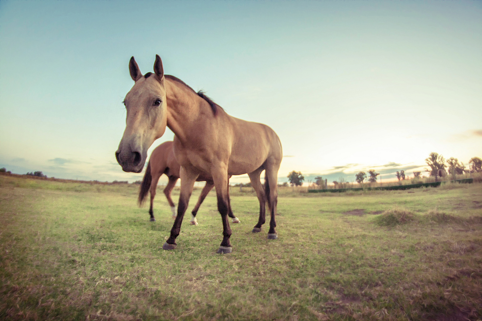 Caballos en pampa argentina