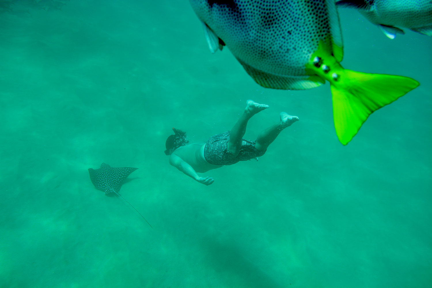 Persona haciendo snorkel