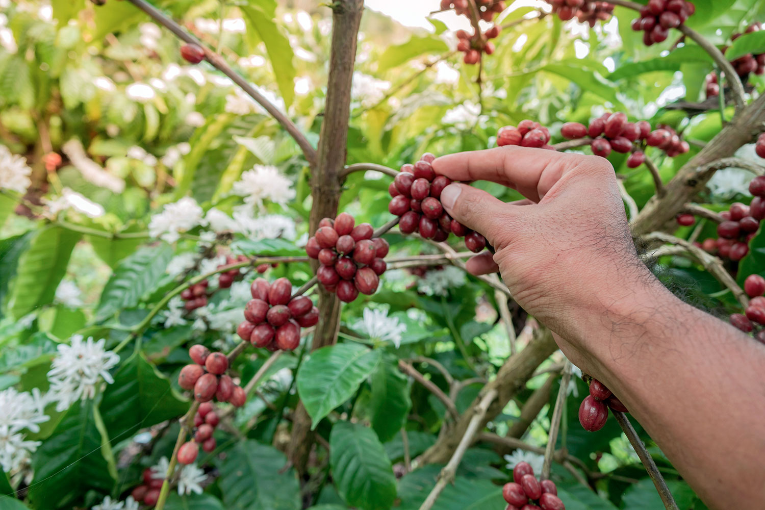 Granos de café en el árbol