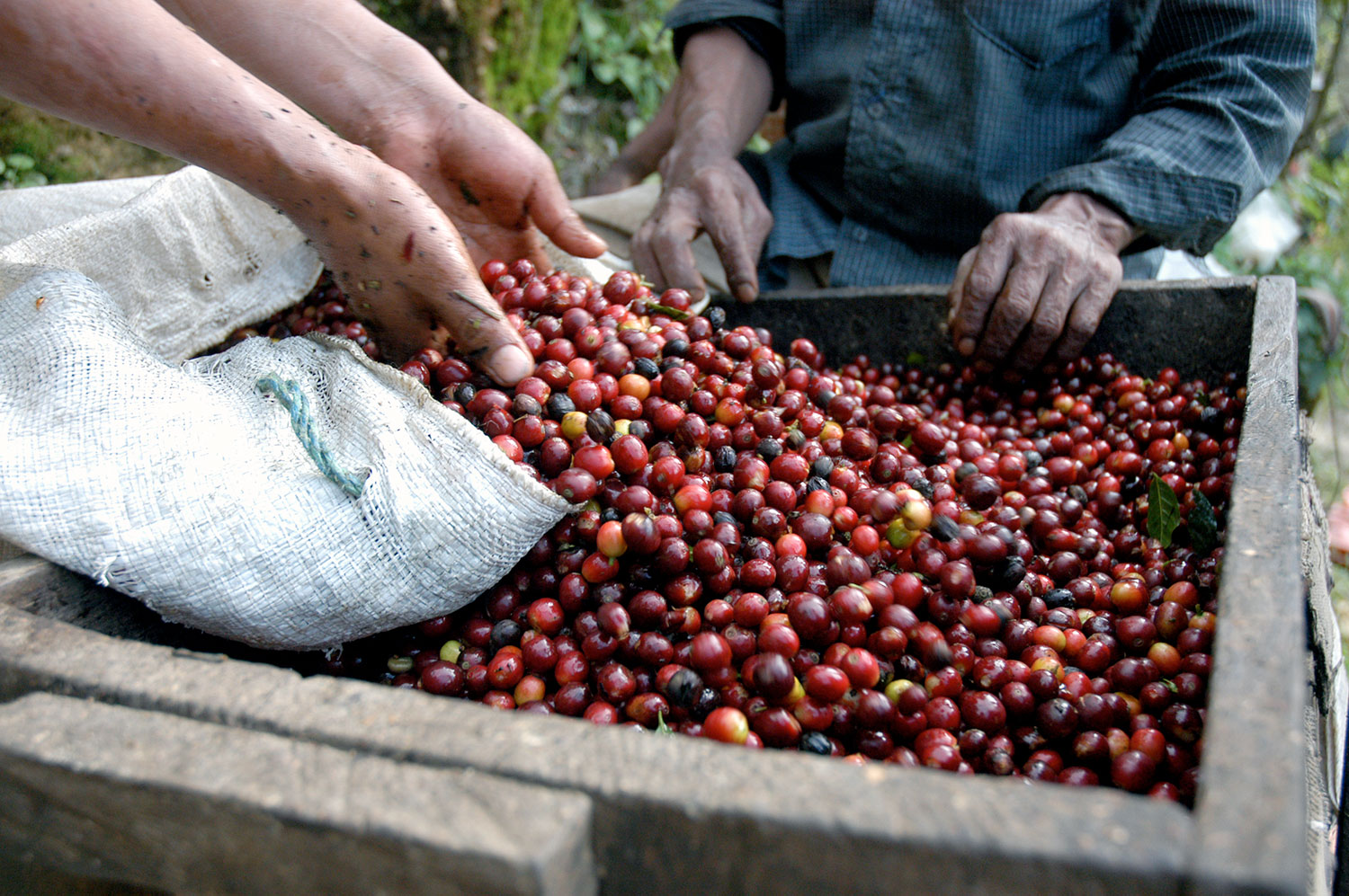 Granos de café recién cosechados