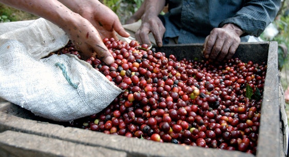 Granos de café recién cosechados