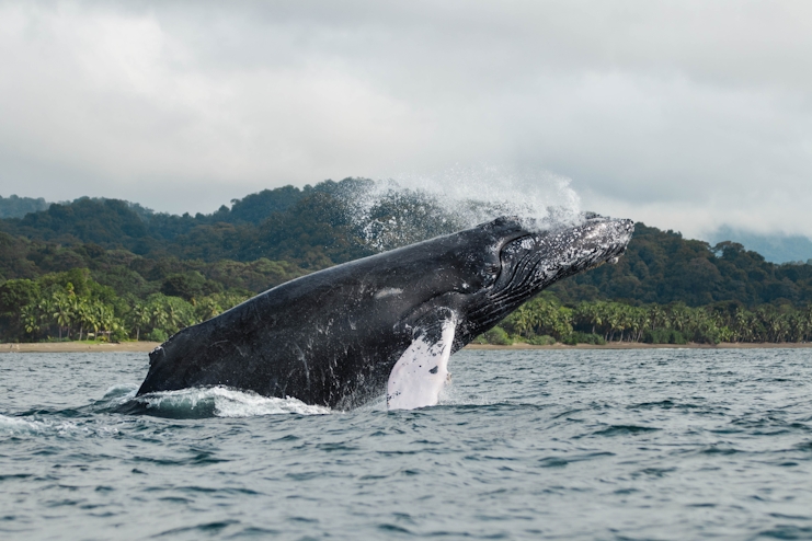 Ballena jorobada