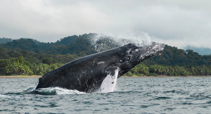 Ballena jorobada