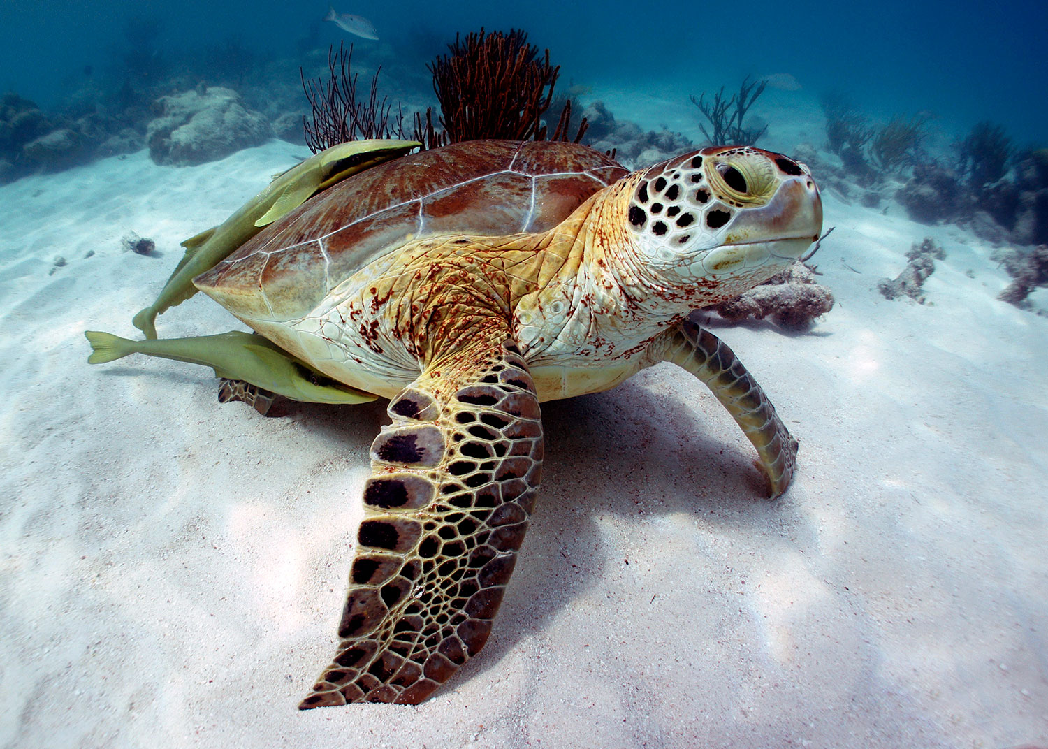 Snorkel con Tortugas y Museo Submarino