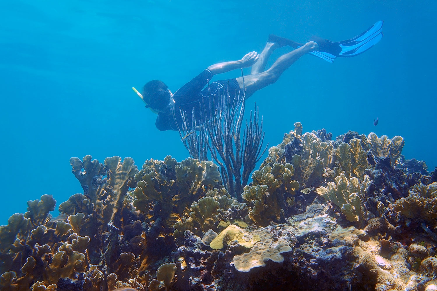 Turista haciendo snorkel junto a un coral en el Mar Caribe