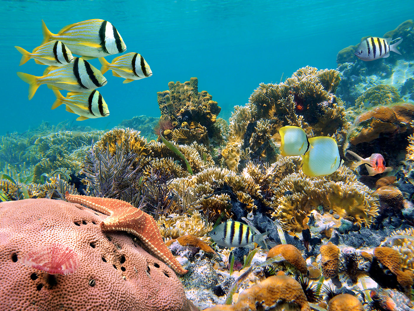 Peces de colores en mar Caribe