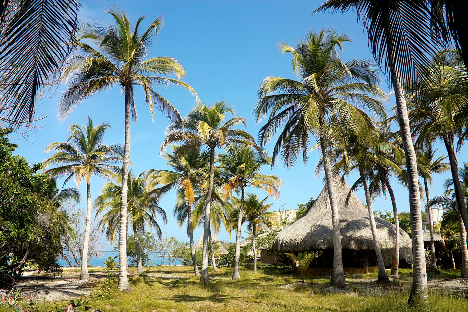 Palmeras en isla Lizamar