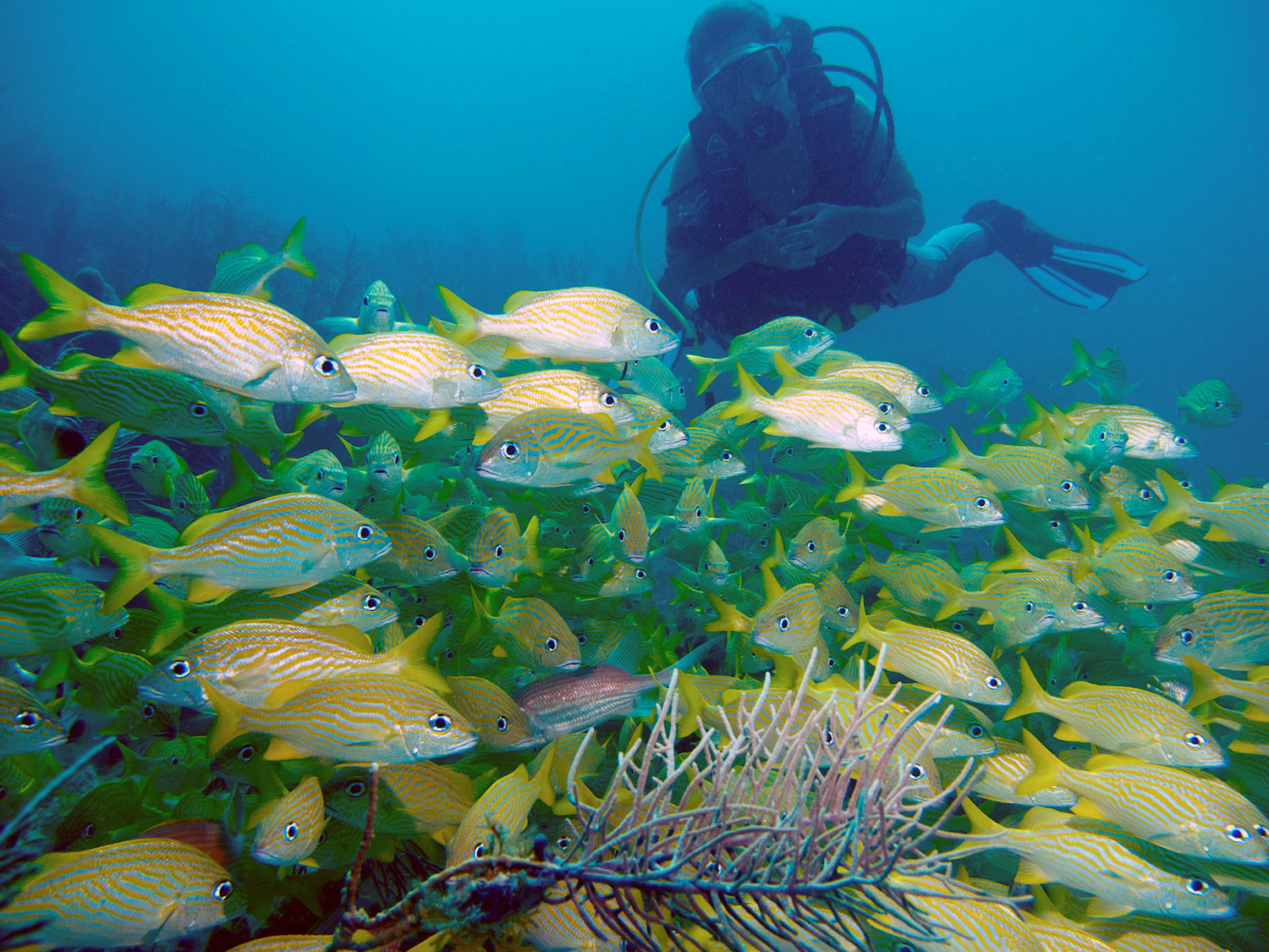 Peces del mar Caribe