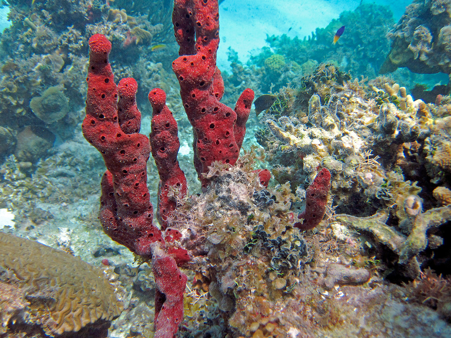 Corales en mar Caribe