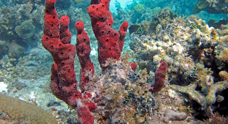 Corales en mar Caribe