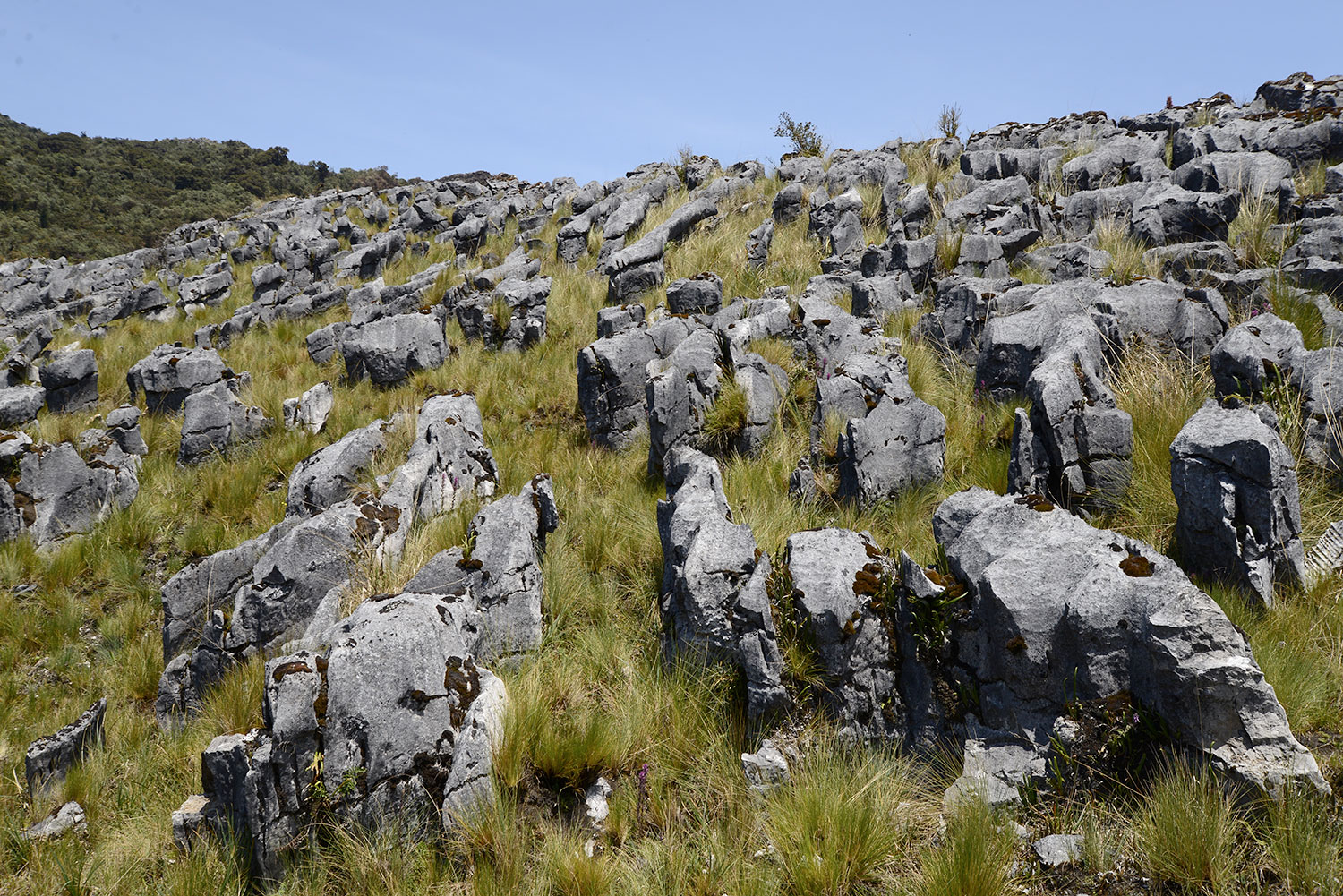 Paisajes selva alta peruana