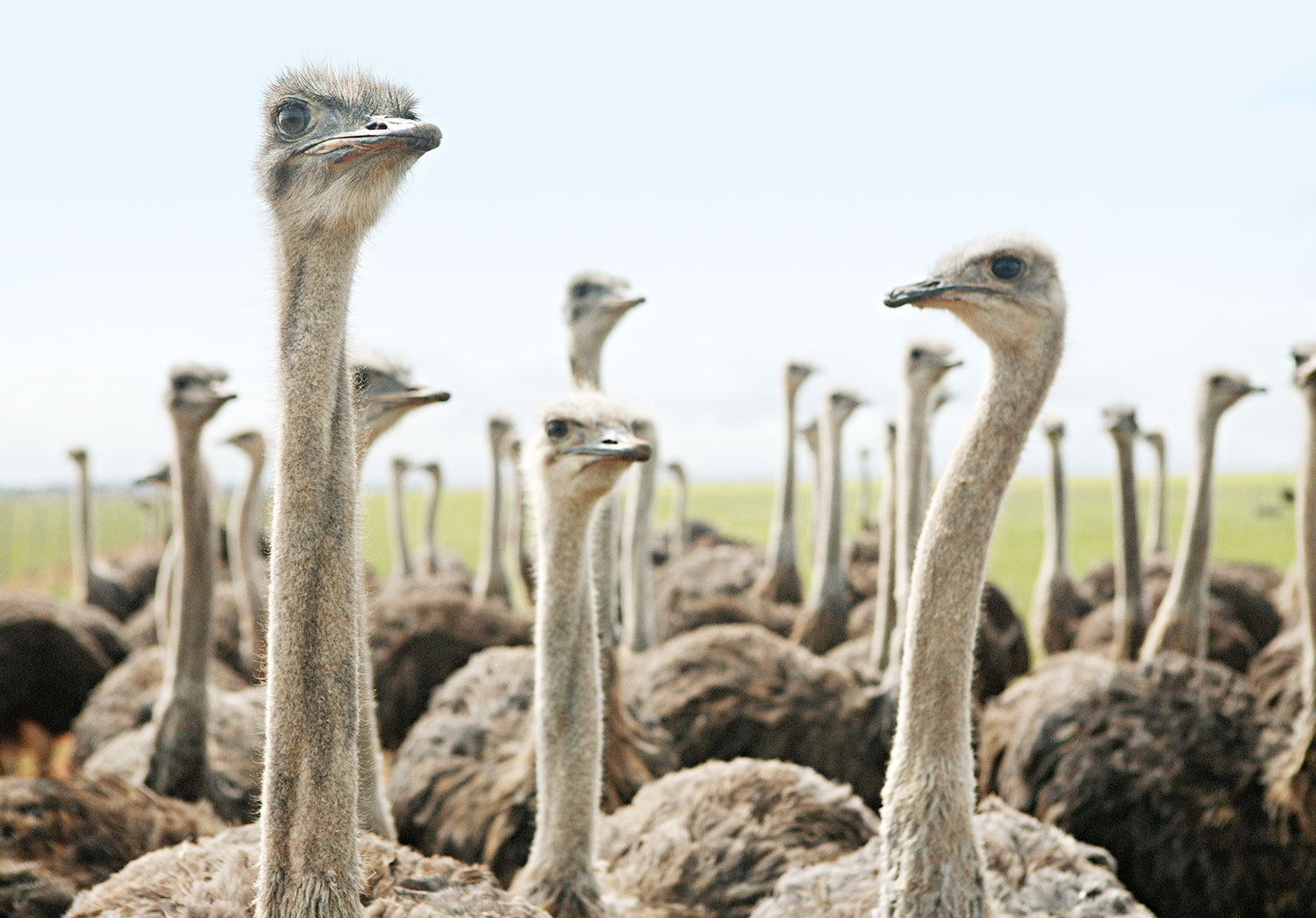 Avestruces