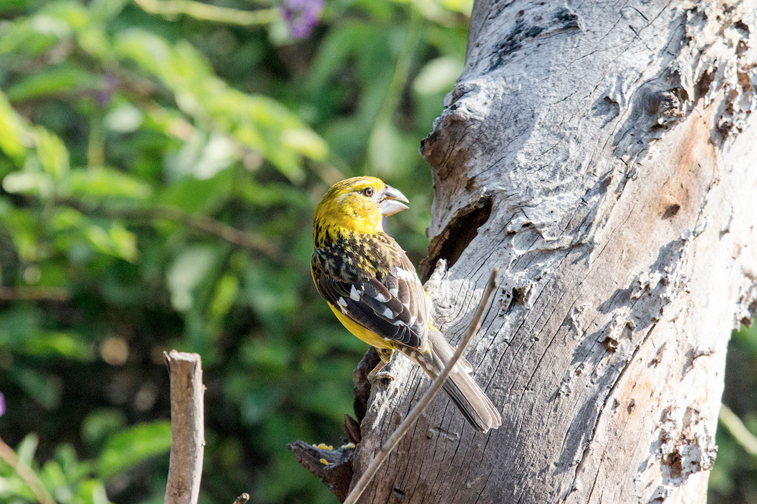 Fauna reserva Chaparri