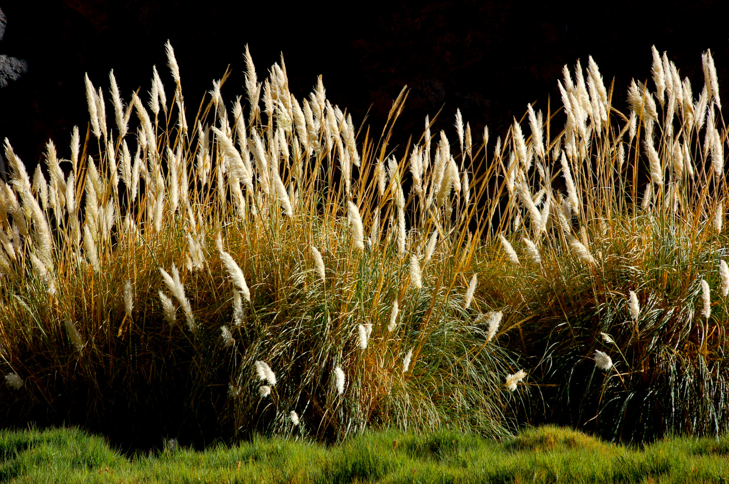 Flora desierto de Atacama