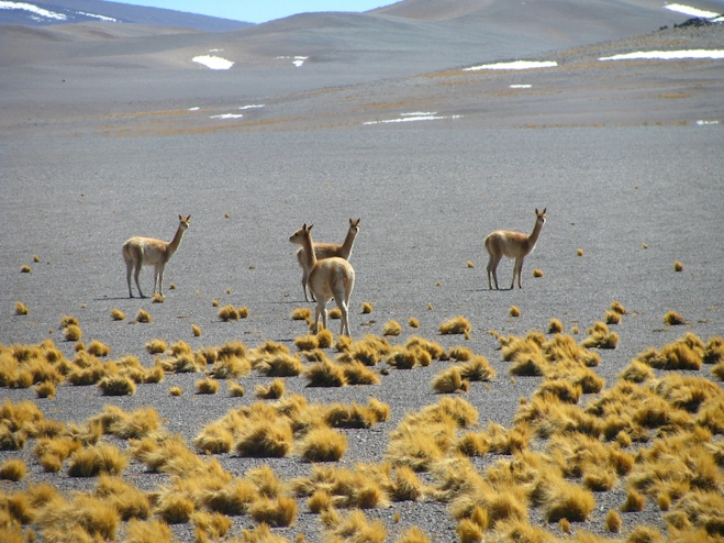Guanacos en desierto de Atacama