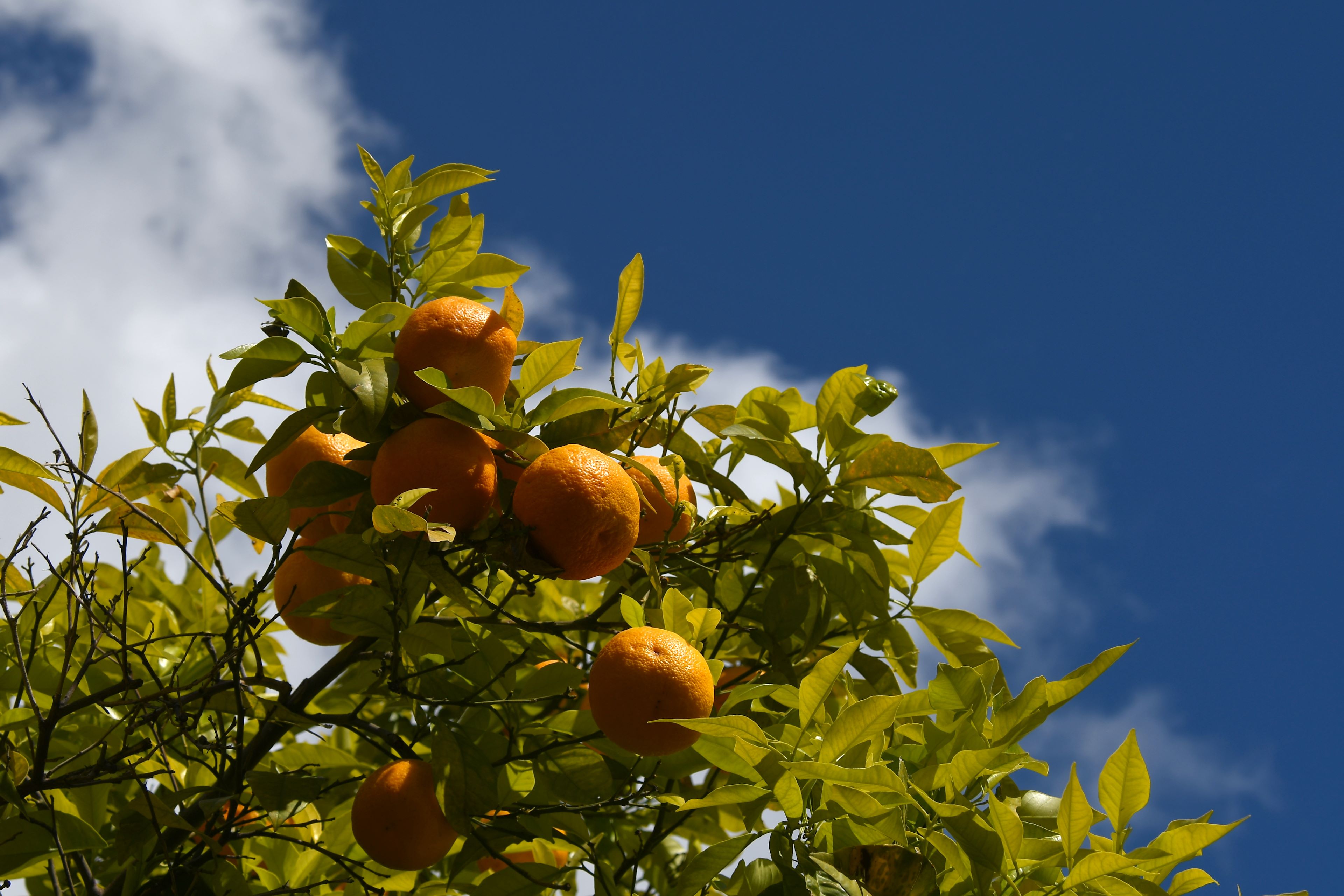 Patio de los Naranjos