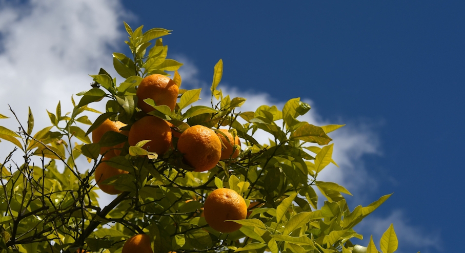 Patio de los Naranjos