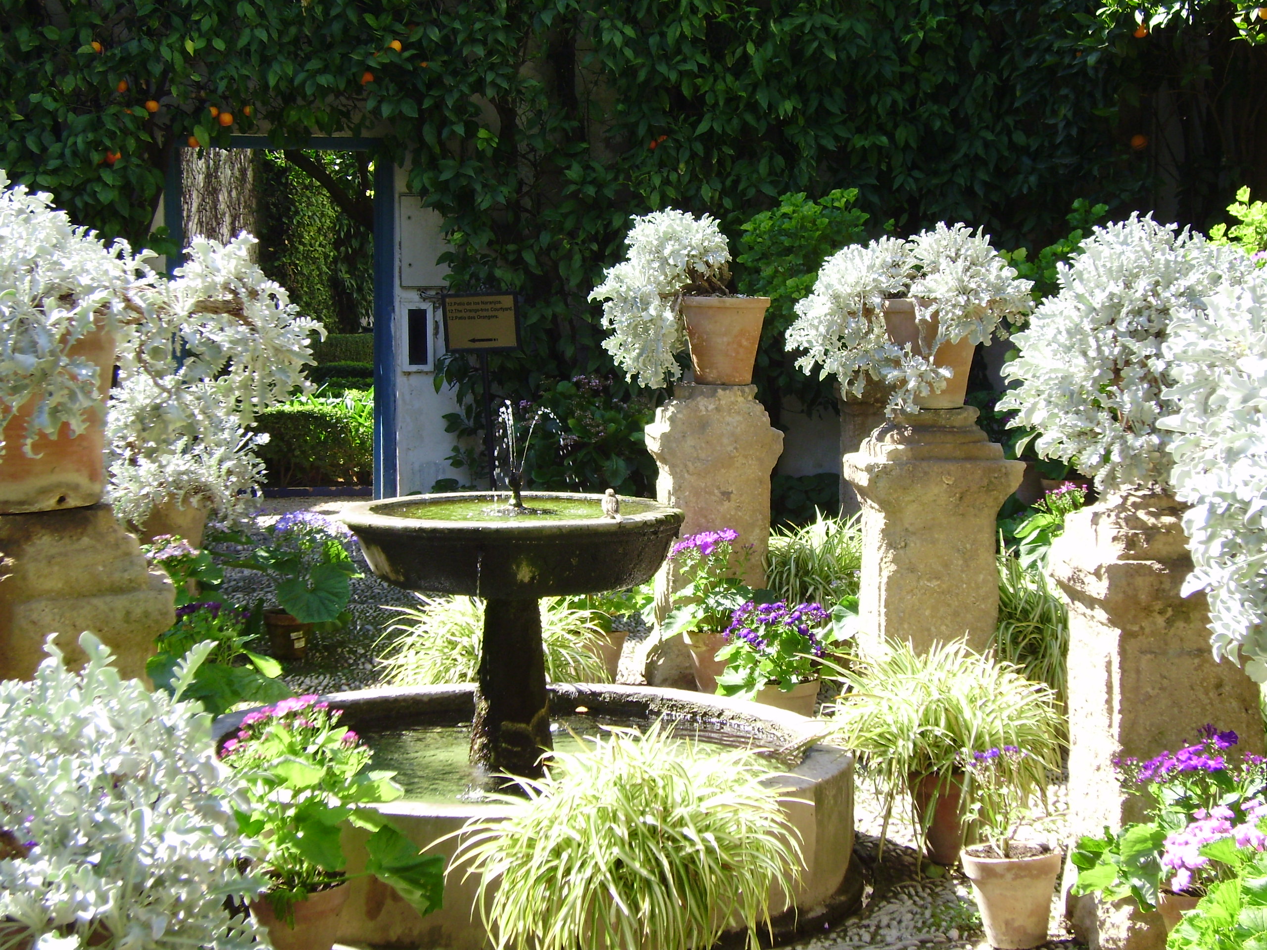 Visita guiada a Patios Cordobeses