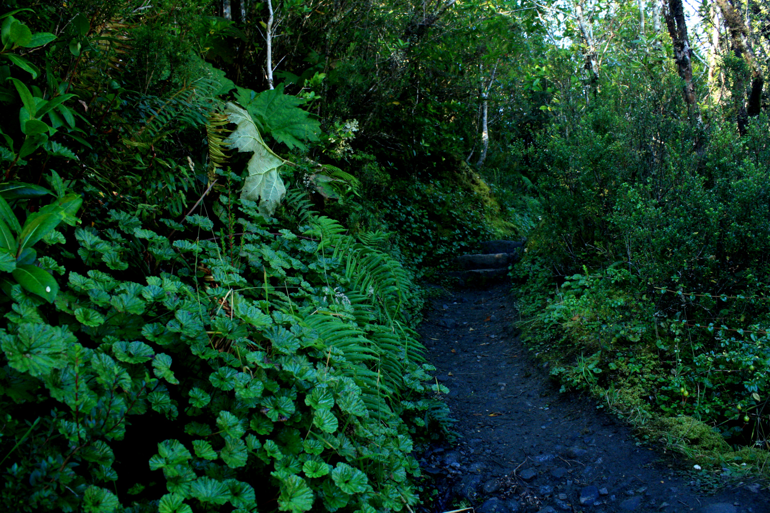 Sendero en bosque patagónico
