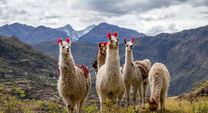 Lares Trek Animals