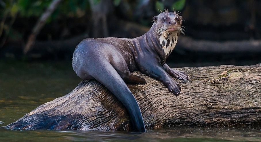 Parque Nacional Manu (4 días) Fauna en Parque Nacional Manu