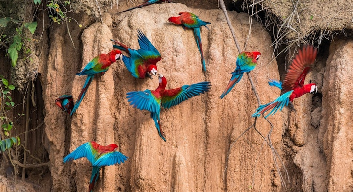 Loros en Parque Nacional Manu