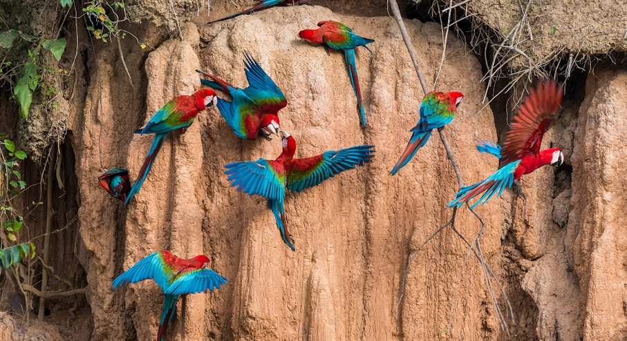Imagen Parque Nacional Manu (4 días) en Cusco & Machu Picchu Loros en Parque Nacional Manu