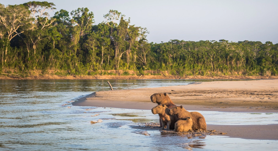 Parque Nacional Manu (6 días) en Cusco & Machu Picchu Animales en Parque Nacional Manu