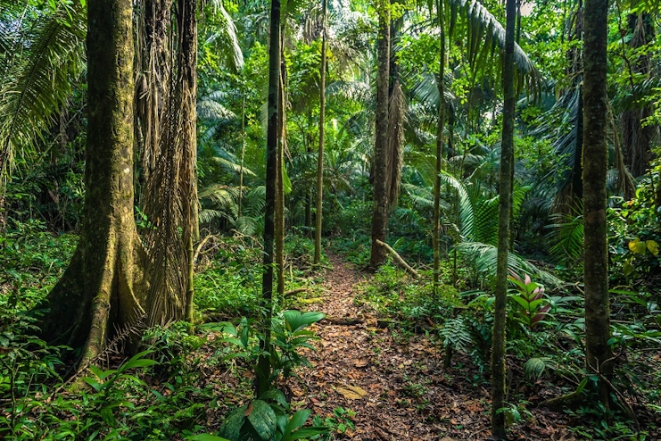 Bosque en Parque Nacional Manu
