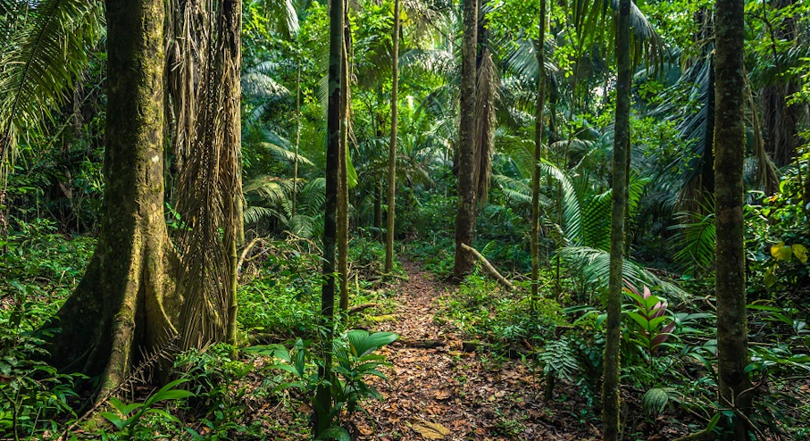 Parque Nacional Manu (6 días) Bosque en Parque Nacional Manu