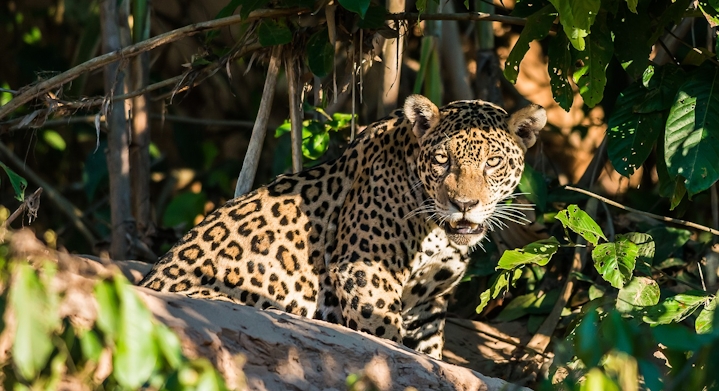 Leopardo em Parque Nacional Manu 6 dias