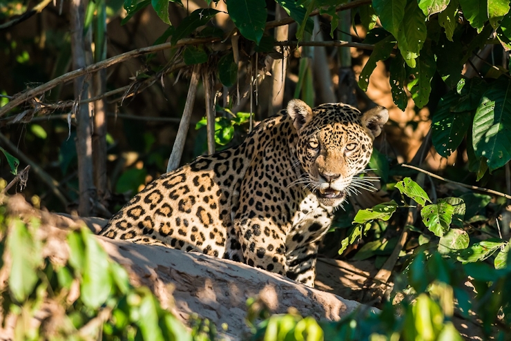Leopardo en Parque Nacional Manu